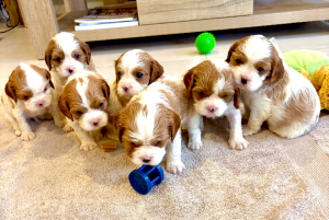 Cavalier King Charles Spaniel – Canberra