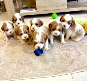 Cavalier King Charles Spaniel – Canberra