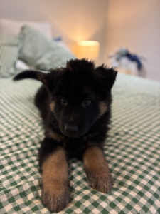 German Shepherd – Clyde North