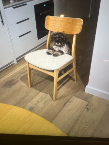Schnauzer (Miniature) – Burwood