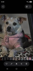 Jack Russell – Frankston