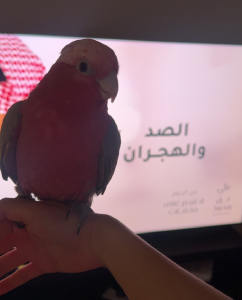 Cockatoo – Zetland