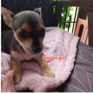 Chihuahua – Bucca