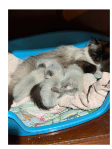 Ragdoll – Burrumbuttock