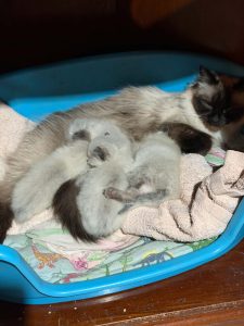 Ragdoll – Burrumbuttock