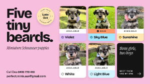 Schnauzer (Miniature) – Wishart