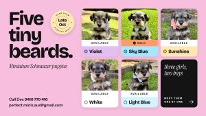 Schnauzer (Miniature) – Wishart