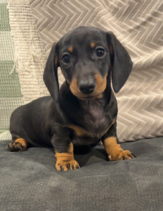 Dachshund – Penrith