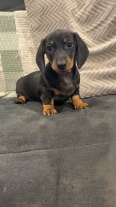 Dachshund – Penrith