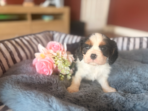Cavalier King Charles Spaniel – Cootamundra