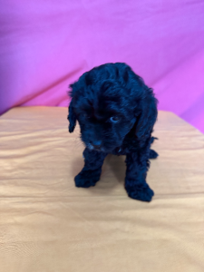 Cavoodle – Endeavour Hills