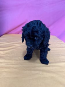 Cavoodle – Endeavour Hills