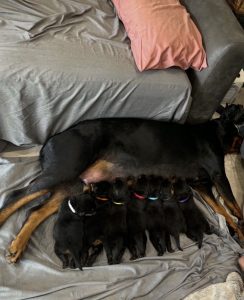 Rottweiler – Campbelltown