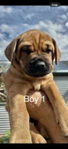 Mastiff – Kerrie