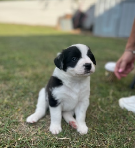 Border Collie – Rockhampton