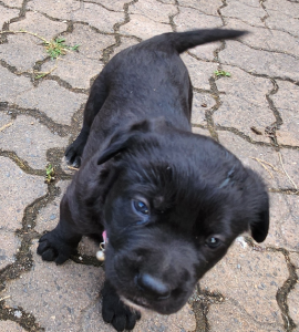 German Shepherd – Durack