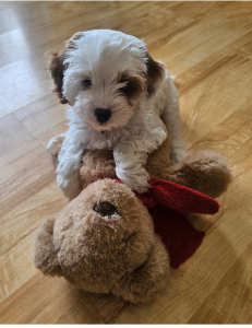 Cavoodle – Mackay