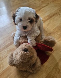 Cavoodle – Mackay