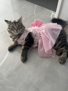 Domestic Medium Hair (DMH) – Southern River