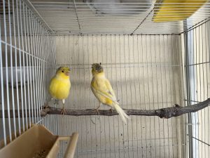 Mixed Breed – Moorebank