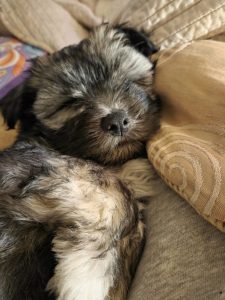 Maltese Shih Tzu – Doonside