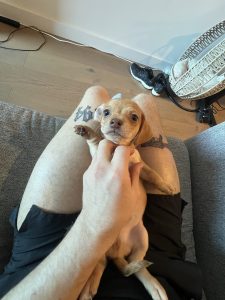 Dachshund – Anthony Styliadis