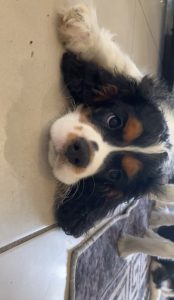 Dogs – Pacific Pines