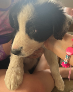 Border Collie – Winter Valley