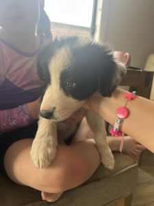 Border Collie – Winter Valley