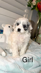 Toy Cavoodle – Essendon