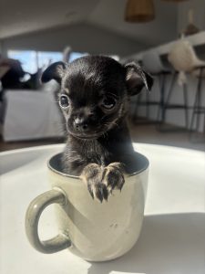 Chihuahua – Valentine