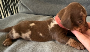 Dachshund – Wee Waa
