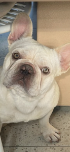 French Bulldog – Darch