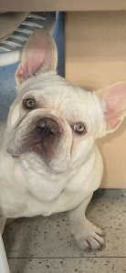 French Bulldog – Darch