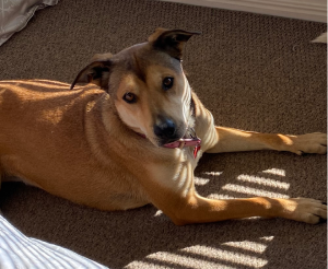 Dogs – Edens Landing