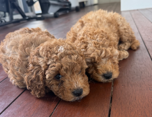 Poodle Mini – Cairnlea