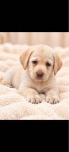 Labrador Retriever – Elimbah