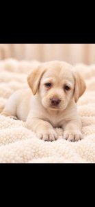 Labrador Retriever – Elimbah