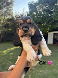 Basset Hound – Goonellabah
