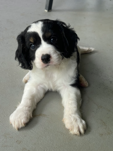 Cavoodle – Bentley Park