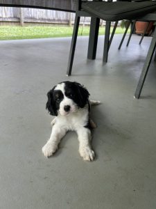 Cavoodle – Bentley Park