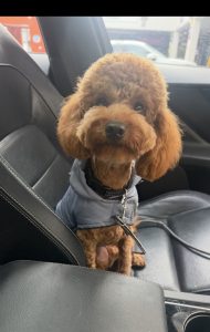 Cavoodle – Fortitude Valley