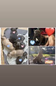 French Bulldog – Rathmines