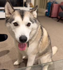 Husky – Acacia Gardens