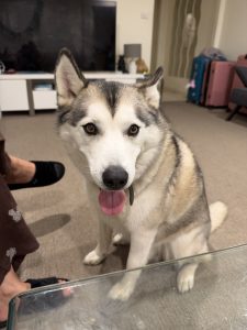 Husky – Acacia Gardens