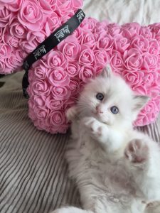 Ragdoll – Park Holme