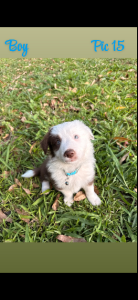 Dogs – Woodford