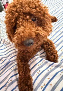 Toy Poodle – Bundaberg Central