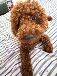 Toy Poodle – Bundaberg Central