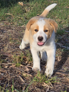 Border Collie – Goolwa